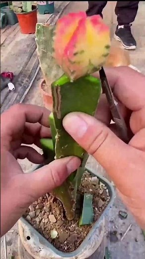 Cactus Grafting for FASTER Growth 🌱 Merge Cacti Easily!
