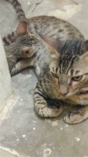 Mother cats feeding her kitten2