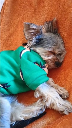 ‪@blondzi9390‬ Kochane maleństwo #Leo#milość😽🐕👍