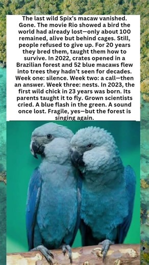 The Forest Sings Again: The Return of the Spix’s Macaw