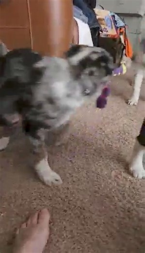 3.4K views · 61 reactions | Puppies! The herding breed pups will be at Fleet farm today 10-12. Apply here: Www.campcompanion.org | Camp Companion | Facebook