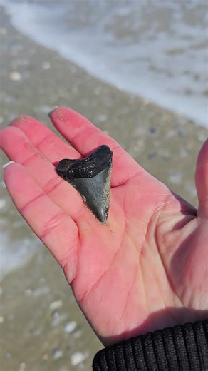 Shark Tooth Hunting Adventure: Competitive Fun in Charleston