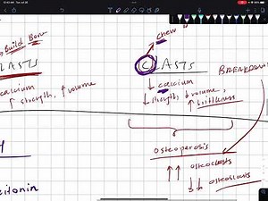 Osteoblasts and Osteoclasts EASY TO UNDERSTAND!