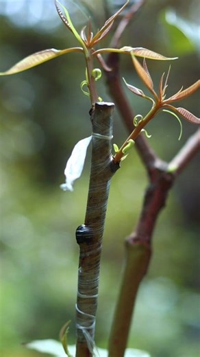 5.1K views · 72 reactions | Beginner’s Guide to Mango Grafting: What Actually Works #gardeningfruit #graftingtechniques #relaxing #gardening101 #nursery #penjing #ihavethisthingwithplants #cultivation #injertos #innesto #زراعة | GraftingPlants | Facebook