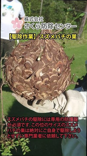 【スズメバチの巣の駆除作業】千葉県の害獣・害虫駆除の専門業者｜さくら防除センター
