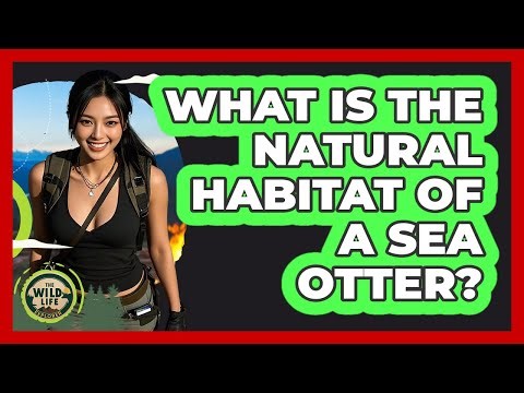 What Is The Natural Habitat Of A Sea Otter? - The Wild Life Explorer