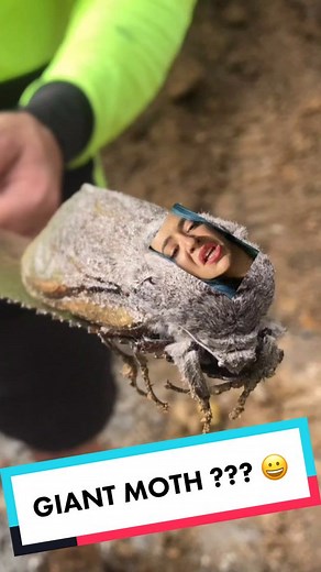 World's Largest Moth Found at Mount Cotton State School