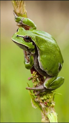 how does a frog eat 😱