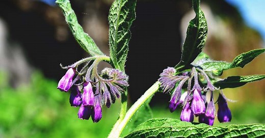 Growing Comfrey: The Complete Guide to Plant, Care, and Harvest Comfrey