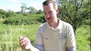 Weite Graslandschaften, Sandflächen, Höhlen und viel Platz zum Sonnen und Verstecken. In dem Naturschutzgebiet Geltinger Birk und auf der Halbinsel Holnis (Schleswig-Holstein) leben jetzt jeweils 15 junge Zauneidechsen 🦎mehr. 👍 Das Auswilderungsprojekt der Stiftung Naturschutz Schleswig-Holstein, das Ende August in die Tat umgesetzt wurde, war ein voller Erfolg. 😃 Florian Ploetz, Bereichsleiter Terraristik im Tropen-Aquarium Hagenbeck, unterstützt das Stiftungsland regelmäßig bei der Arbeit u