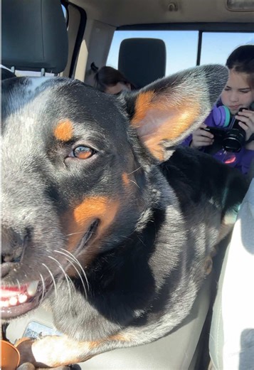 All. Day. Every. Day. 😂 The way he slowly and sneakily climbed up here during our road trip with comical. Love this sweet boy. #mansbestfreind #wedontdeservedogs #dogmom #nexttome
