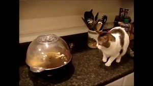 13K views · 121 reactions | Die 10 süßesten Katzen | Auch Katzen können lustig sein | Facebook