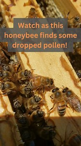 This honeybee discovered some fallen pollen and is busy collecting it! She'll take it back to the hive for future use! 🐝🌼 #Honeybee #Pollination #NatureLovers #Beekeeping #SaveTheBees #HoneyHarvest #BeeLife #FlowerPower #InsectPhotography #BuzzingAround #EcoFriendly 🌼🐝 | BeensBees