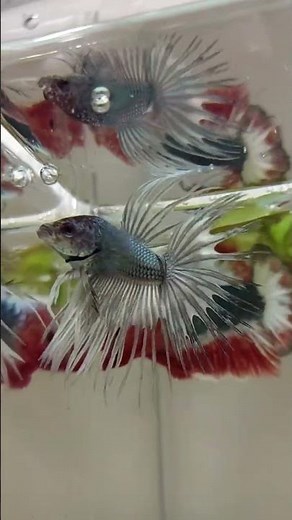🔥 Have You Ever Seen a Betta Fish Like This? | Stunning Grizzle Crowntail