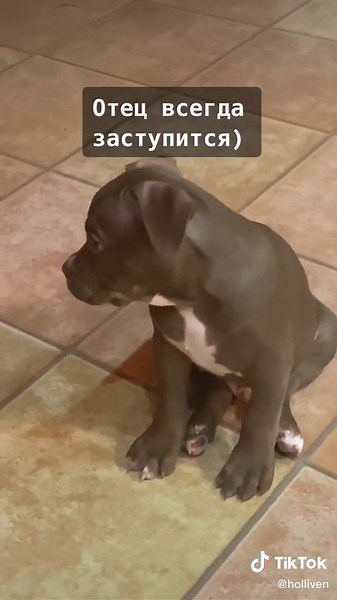 Смешные щенки и их защитники: папа и собака
