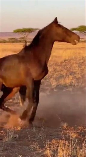 Wild Horse Fends Off Hyena in Dramatic Survival Moment Real Wildlife Footage