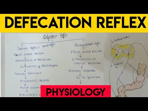 defecation | Defecation reflex | physiology