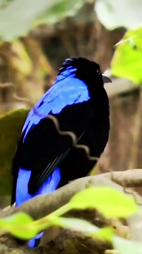 Asian Fairy-Bluebird: A Beautiful Bird Species in the Wild