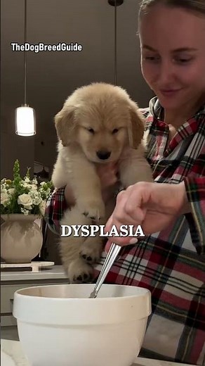 Golden Retriever - Dog Breeds #goldenretriever