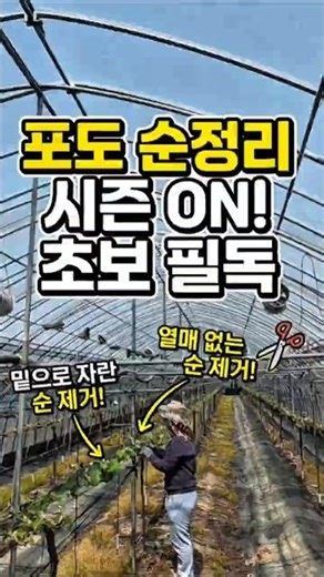 샤인머스켓 순정리, 이것만 알면 끝! (밑으로 자란 순, 헛순 제거)#순정리 #순따기 #순솎기 #농사비법 #농사꿀팁 #과수원관리 #귀농귀촌 #청년농부 #도시농부