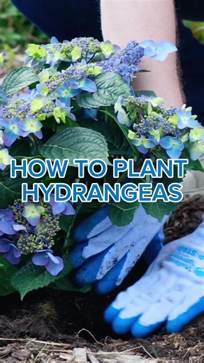 Essential Hydrangea Care Tips for Spring Gardening