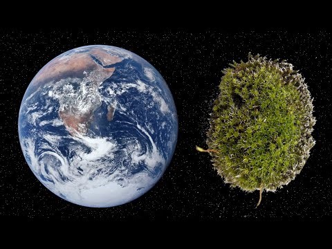 World's Toughest Plant? Moss in Space?