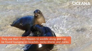 3.7K views · 257 reactions | Meet the California sea lion, the fastest sea lion species in the sea!  | Oceana | Facebook