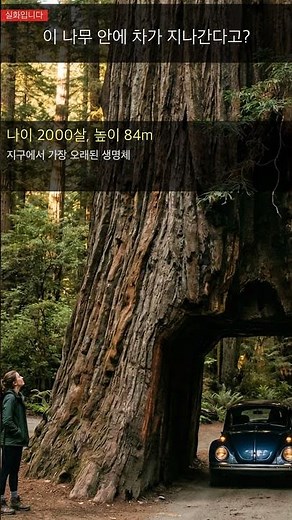 이 나무 안에 차가 지나간다고? 🌲 #shorts #레드우드 #충격