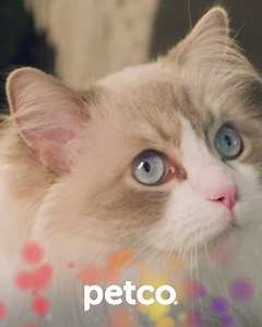 98 reactions |  The holiday season is your time to shine! Surprise your pet with everything they love.  | Petco | Facebook