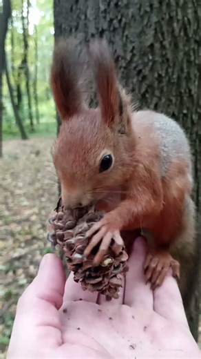 Белка и шишка. Сентябрь 2023 / Squirrel and cone. September 2023