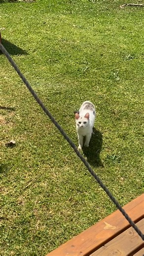 Just an update, Mac has a had a “cat scan”, thanks to Tammy who also dropped some food off for him. Thanks and very much appreciated. Unfortunately he does not have a microchip, so we are relying on word of mouth to see if he has an owner that wants him. If not he will be offered up for adoption or go to a cat rescue facility if possible. | Lake Macquarie Airport