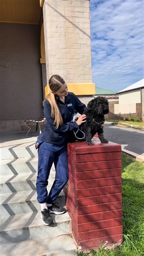 Morpeth Vet on Instagram: "WARNING - SURGICAL CONTENT ‼️ TPLO Surgery Journey – From Injury to Recovery A special behind-the-scenes look at one of our brave patients Macy who recently underwent TPLO surgery (Tibial Plateau Leveling Osteotomy). This procedure is an orthopaedic surgery Dr Scott and Dr Stuart regularly perform in dogs, and while it can feel overwhelming for families, we hope this video gives you a clearer picture of what the journey looks like—from the first consultation, through s