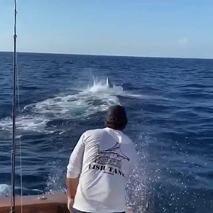4.6K views · 125 reactions | Corona virus is NOT stopping the team “Fish Tank” from killing it! They went 17 for 23 on Sailfish, 2 Blue Marlin and 2 Tuna . Since the tournament isn’t taking place anymore (got canceled), they’re the only boat participating and have a good chance of winning. Stay tuned for live scoring link.藍 . Let’s go @lolasrqcosta @fishtanksportfishing Ben and crew | Billfish | Facebook