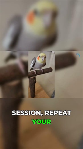 Set Up Your Cockatiel's Perfect Training Zone!