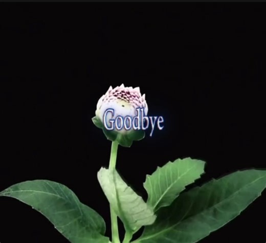 Seasons in the Sun: A Nirvana Cover