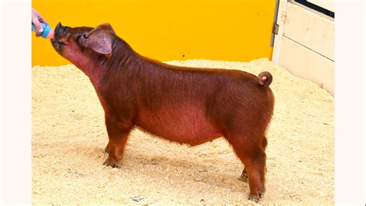 68_gloryPig26
