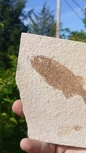 A HUNGRY Little Ancient Predator - Phareodus Fossil #fossils #greenriver #science #earthscience