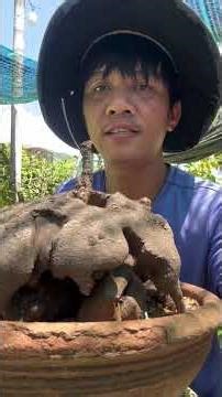 một em bình vôi gân trắng siêu quái l Tân Cổ Say l 07667.12379