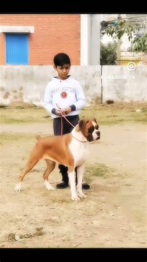 #System of my beautiful boxer dog female