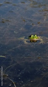 Slow motion of marsh frog (Pelophylax ridibundus) trying to catch a grasshopper. Green frog sitting in the water patiently and waiting for lunch. Aquatic animal hunting in a pond.