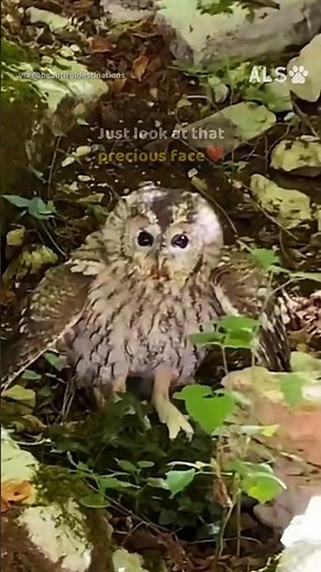 An owl is caught in fishing line, so a fisherman wades in 🦉❤️ #OwlRescue #WildlifeRescue