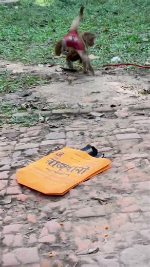 Monkey Gets Scared of a Fake Snake 😆 | Funny Reaction Video