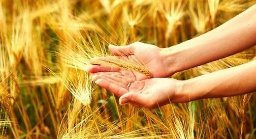 Speed breeding technology for rapid crop development - Quadram Institute