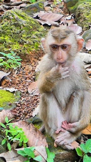 The frightened monkey’s eyes shine with tears | Lily BB Monkey