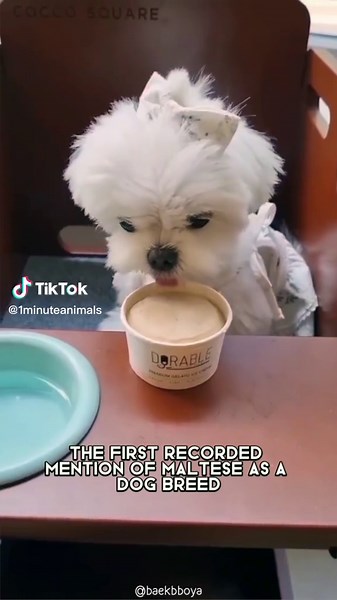 Maltese 🐶 One Of The Smallest Dog Breeds In The World #maltese #maltesedog #malteseoftiktok #malteselove #maltese