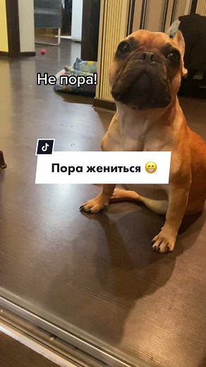 #прикол#французкийбульдог#смешно#свадьба#жена#дети#семья