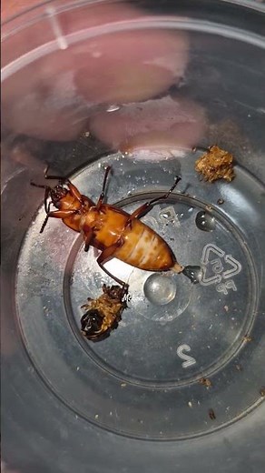 Superworm Life Cycle Stages