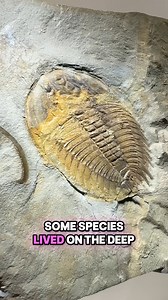 3.5K views · 84 reactions | How are trilobite eyes so perfectly preserved for ~500 million years!?  | Houston Museum of Natural Science | Facebook