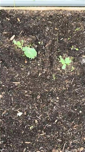 Week 14: The Survivors! 🌱 Will These Cauliflower Make It to Harvest?