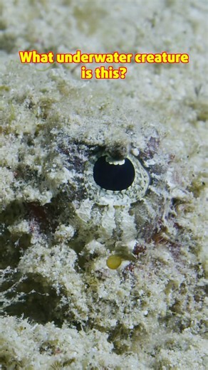 What underwater creature is this? Episode 2 #underwater #whatisthis #underwatervideo #wildlife